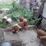 Содержание красной белопоясой свиньи