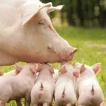 Выращивание поросят белой крупной породы