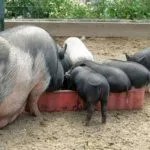 Кормление вьетнамских свиней