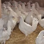 Порода кур супер Ник