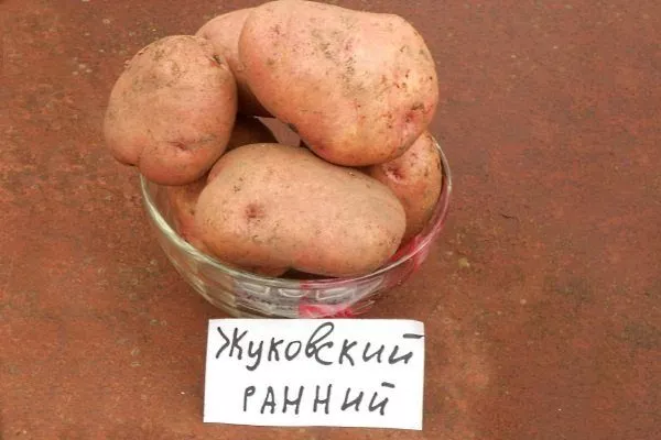 Сорт картофеля "Жуковский ранний"
