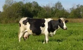 Корова Холмогорской породы