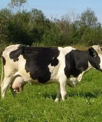 Корова Холмогорской породы