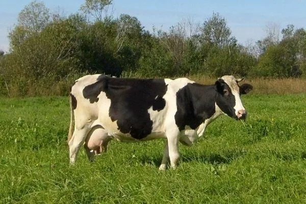 Корова Холмогорской породы