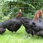 Медно-чёрный Маран