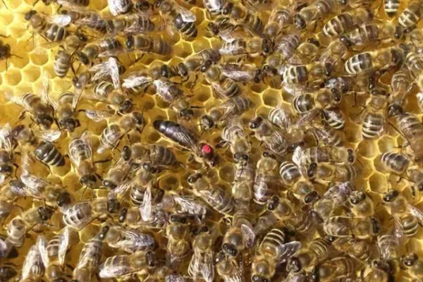 Вучковские пчёлы