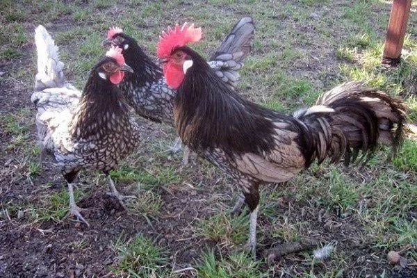 Андалузские курицы