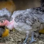 Голошейная порода