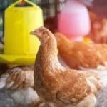 Содержание кур