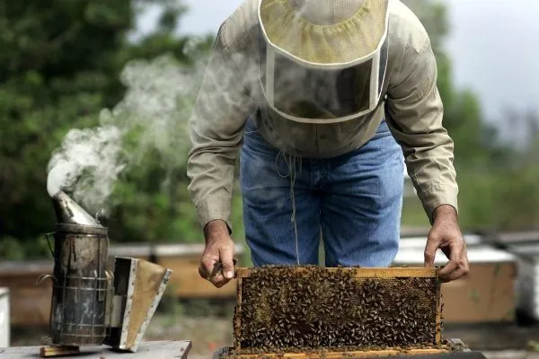 Уход за пчелами