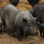 Вьетнамская свинья и поросята