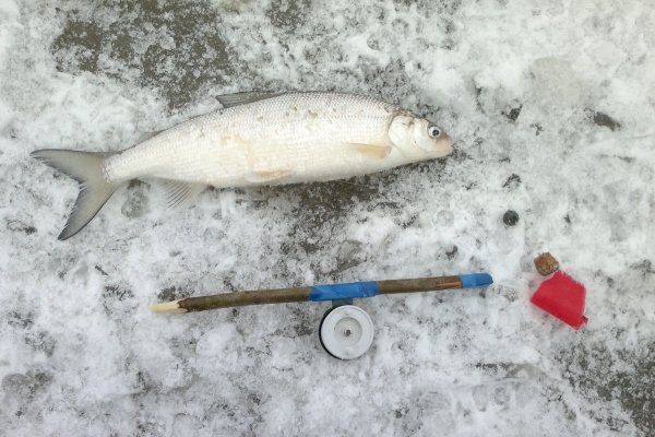 Зимняя рыбалка на сиг