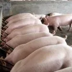 Разведение Ландрас