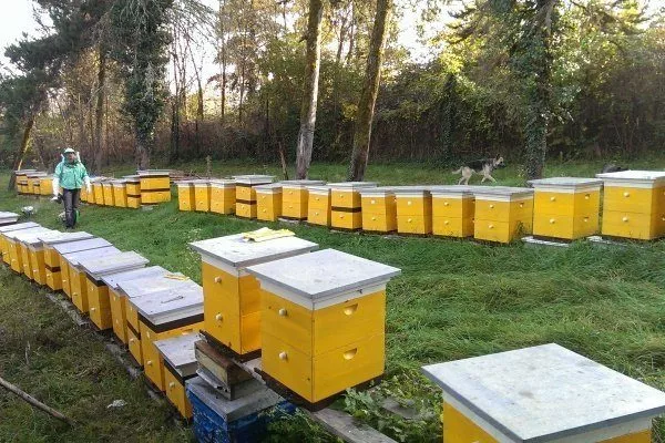 Развитие пчеловодства в Украине
