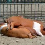 Разведение красной белопоясой свиньи