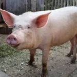 Белая свинья