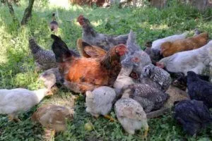 Содержание кур Доминант