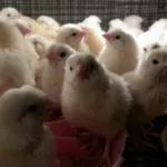 Цыплята Леггорн