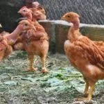 Разведение голошейных кур