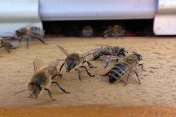 Особенности содержания пчел
