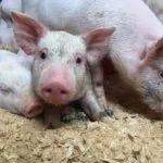 Выращивание поросят Ландрас