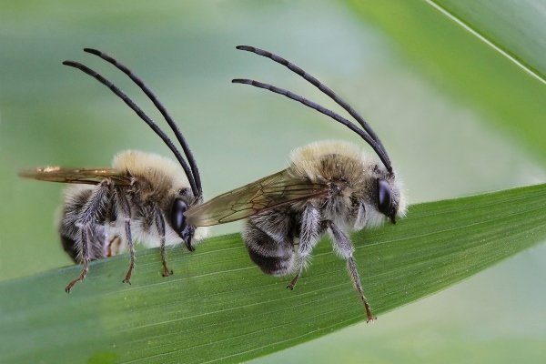 Длинноусая пчела