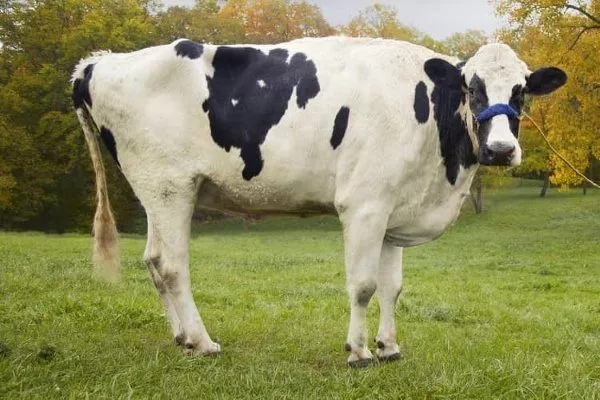 Холмогорская корова