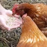 Кормление кур