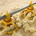 Кормление птенцов хайсекс