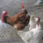 Болезни кур