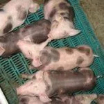 Поросята миргородской породы