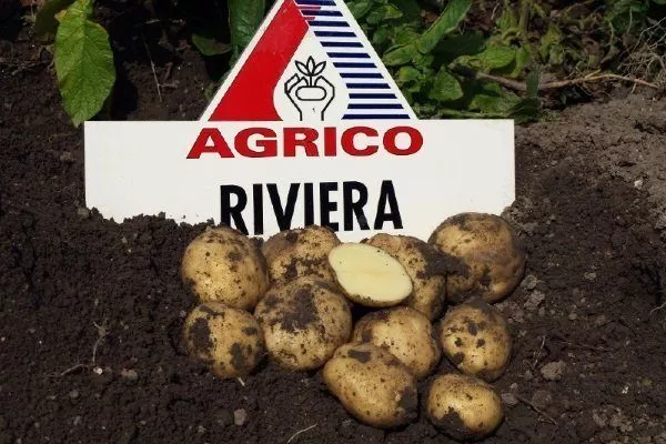 Картофель «Ривьера»: описание сорта, посадка, выращивание и уход, отзывы
