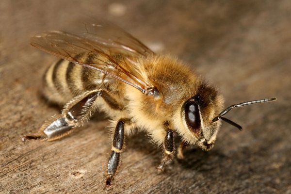 Рабочая пчела