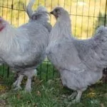 Лавандовый Маран