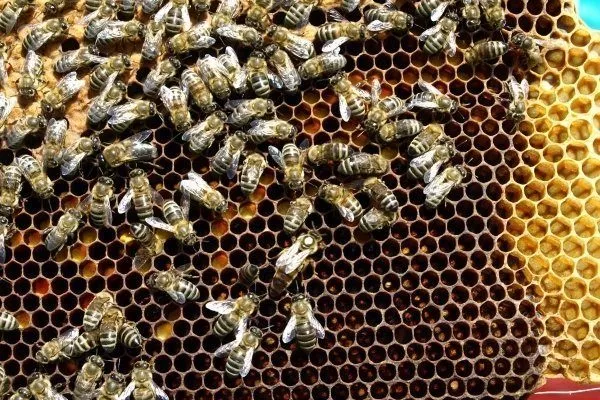 Пчелы породы "Украинская степная"