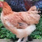 Пшеничный Маран