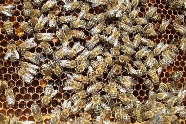 Пчелы породы карника
