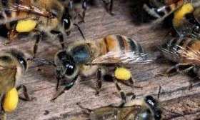 Пчёлы несут мёд