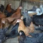 Куры доминант