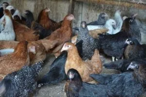 Куры доминант