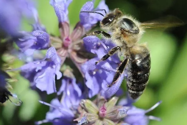 Грузинская пчела