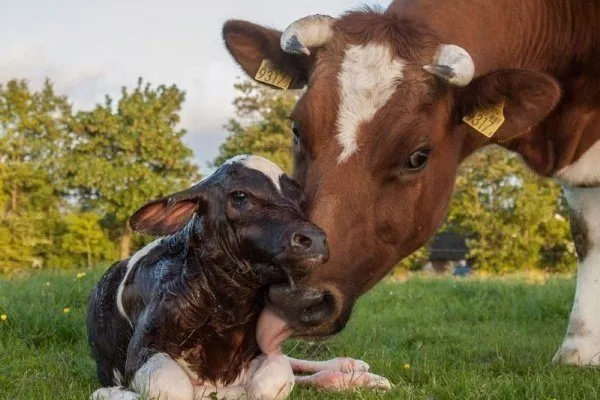 Корова облизывает родившегося телёнка