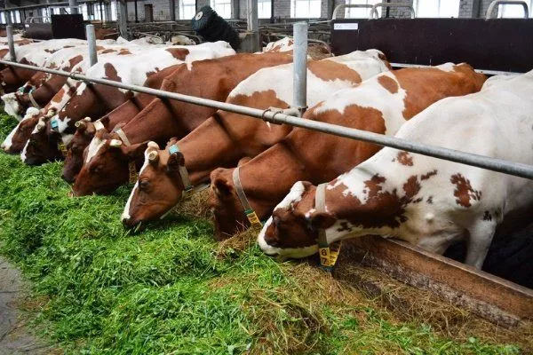 Коровы едят сено и силос