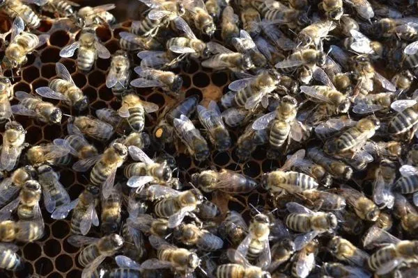 Пчёлы украинской степной породы