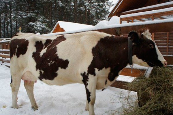 Корова ест сено зимой