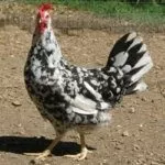 Полосато-пестрые