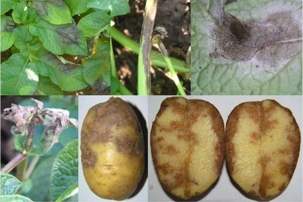 Болезнь картофеля фитофтора - причины заболевания и методы борьбы