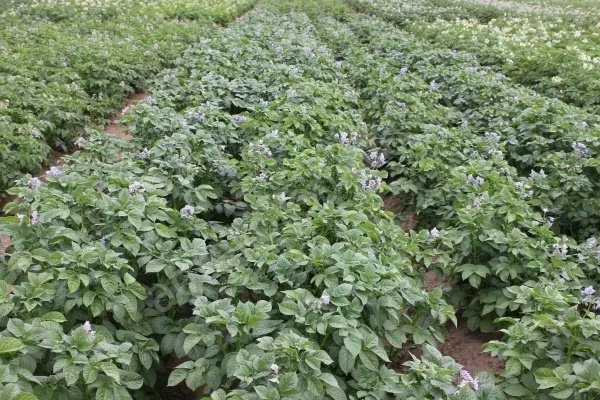 Картофель Черный принц: описание сорта, выращивание, уход и сбор урожая