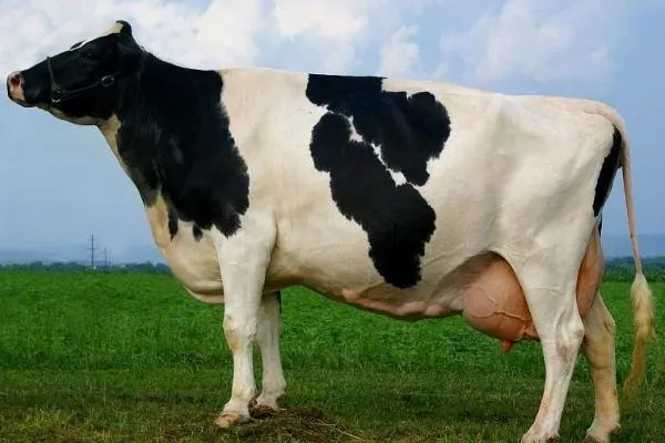 Холмогорская порода коров