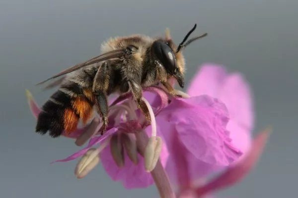 Пчела "Листорез"